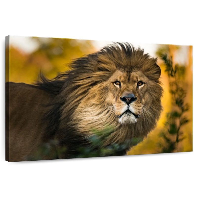 Splendeur de tête de lion Brampt