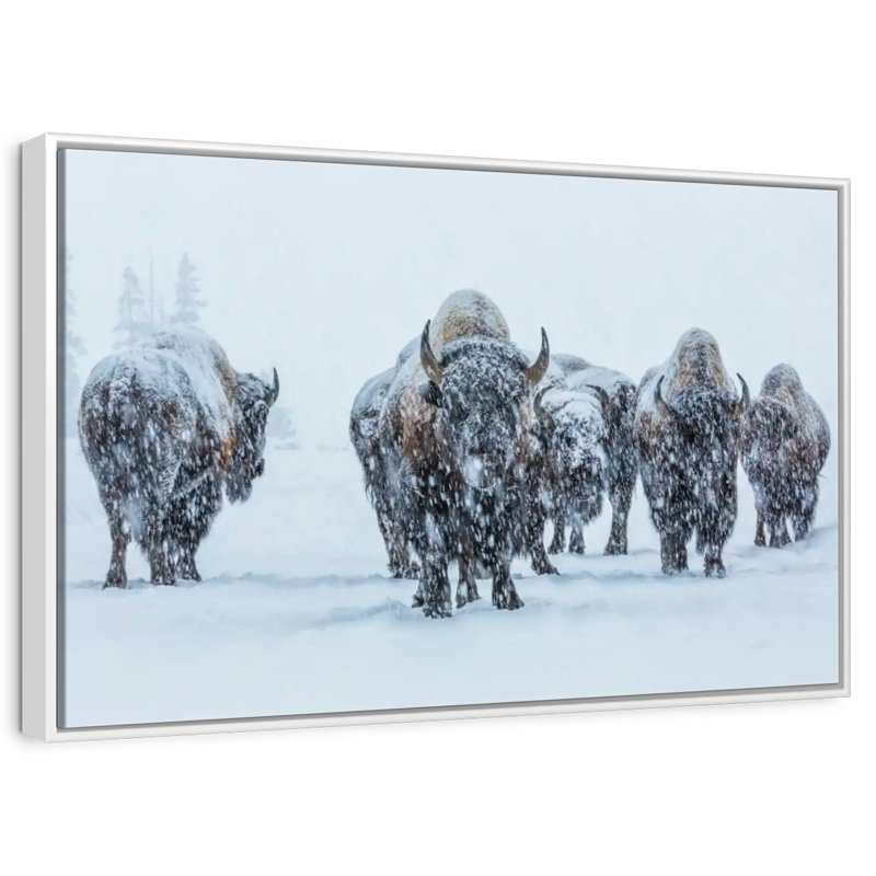 Bisons In Yellowstone National Park, 37" X 25", Floating Frame White