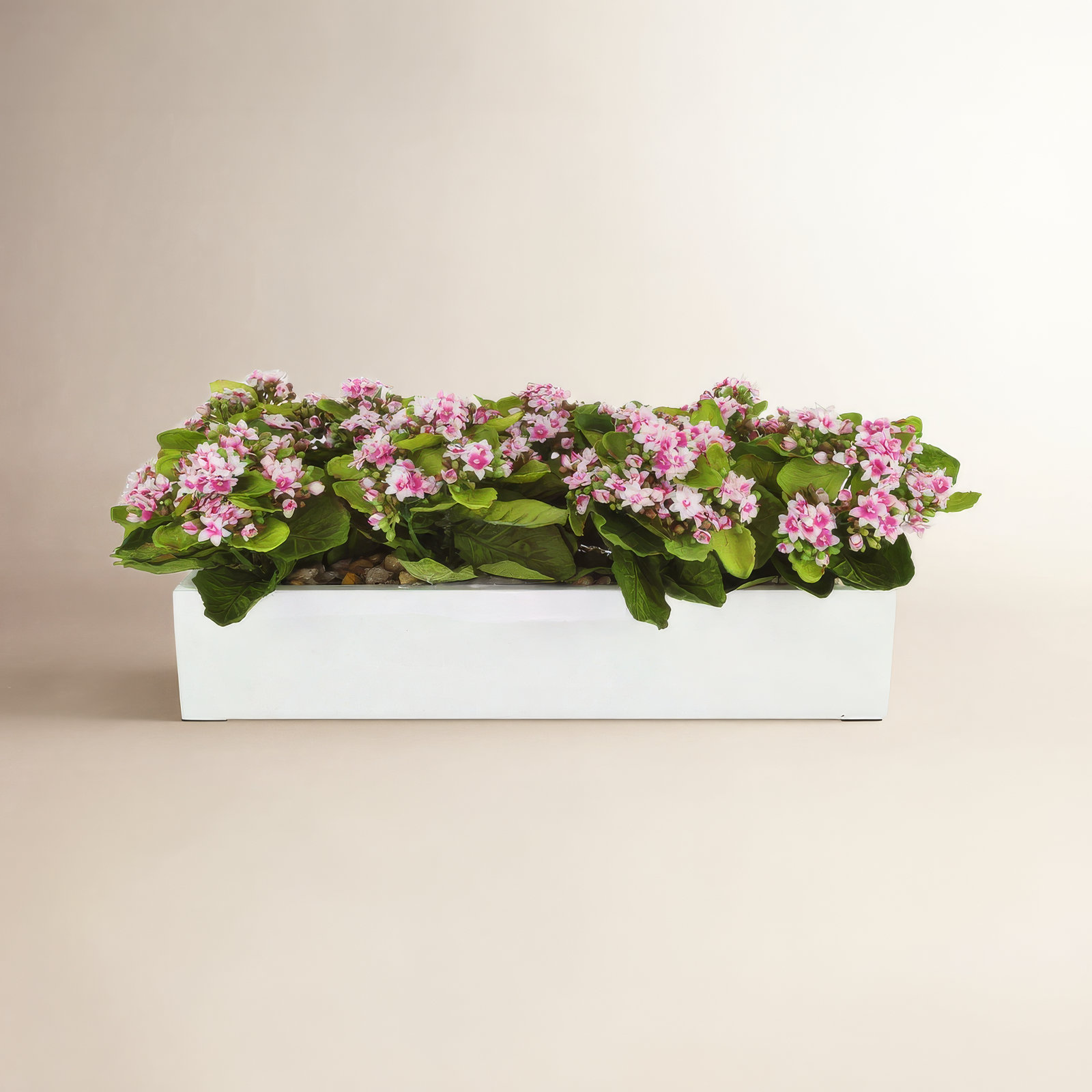 Kalanchoe Arrangement in Fiberstone Planter, Purple/White, 9.5" H x 23" W x 9.5" D