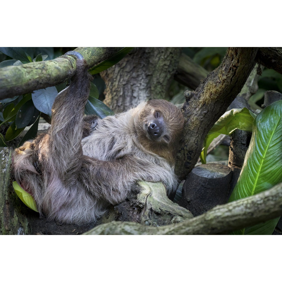 Leinwandbild Lazy Sleeping Sloth, Bradypus Variegatus von Milan Noga