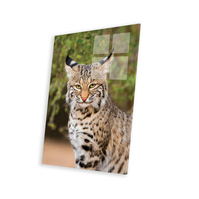 " Bobcat, Lynx Rufus, Sitting " Graphic Art Print