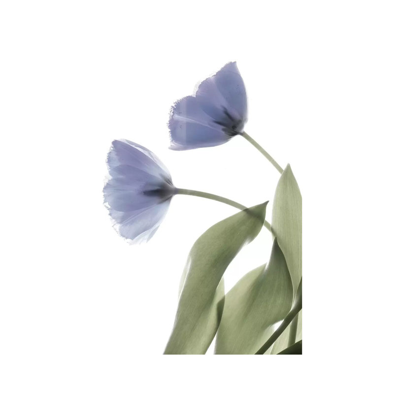 X-Ray Tulip III by Judy Stalus - Wrapped Canvas Print, 101.6 cm H x 66.04 cm W