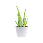 Costa Farms Indoor Aloe Vera House Plant in 4-inch Décor Pot