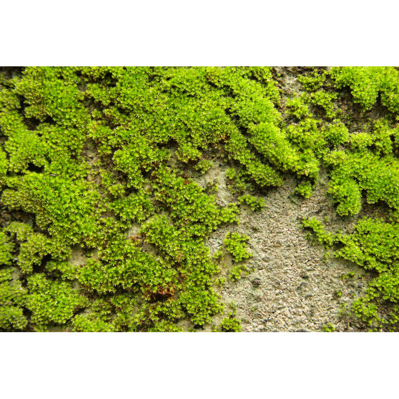 Moss by Photongpix - Wrapped Canvas Print, 81cm H x 122cm W 