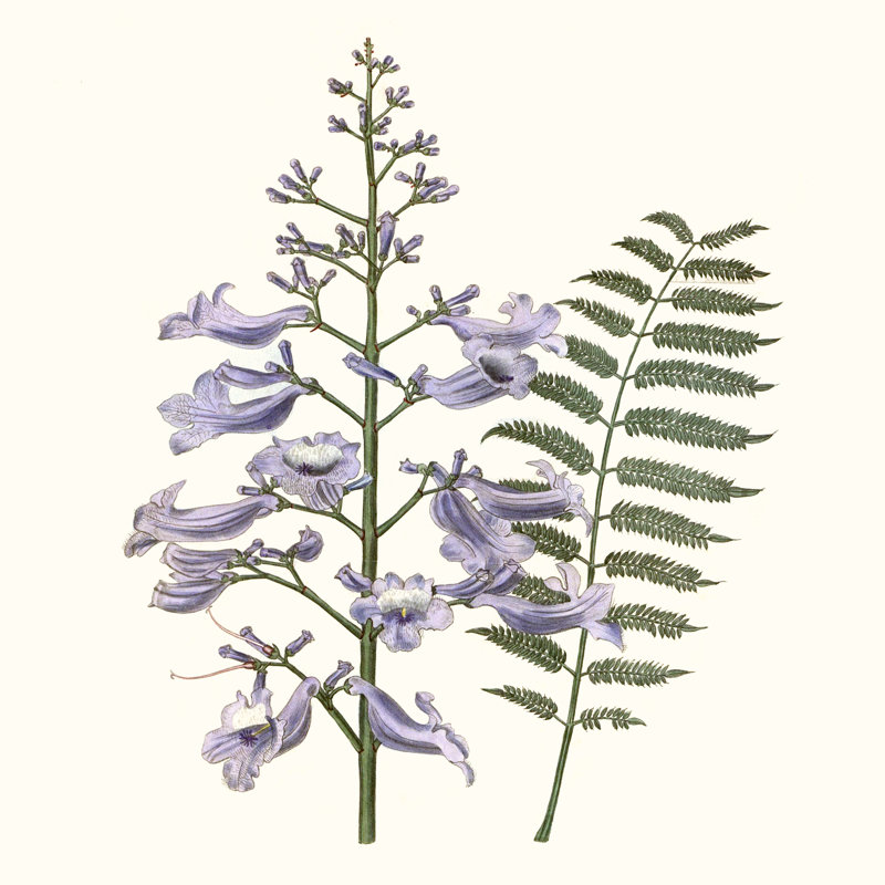 Graceful Botanical III by Vision Studio - Wrapped Canvas Print, 122cm H x 122cm W