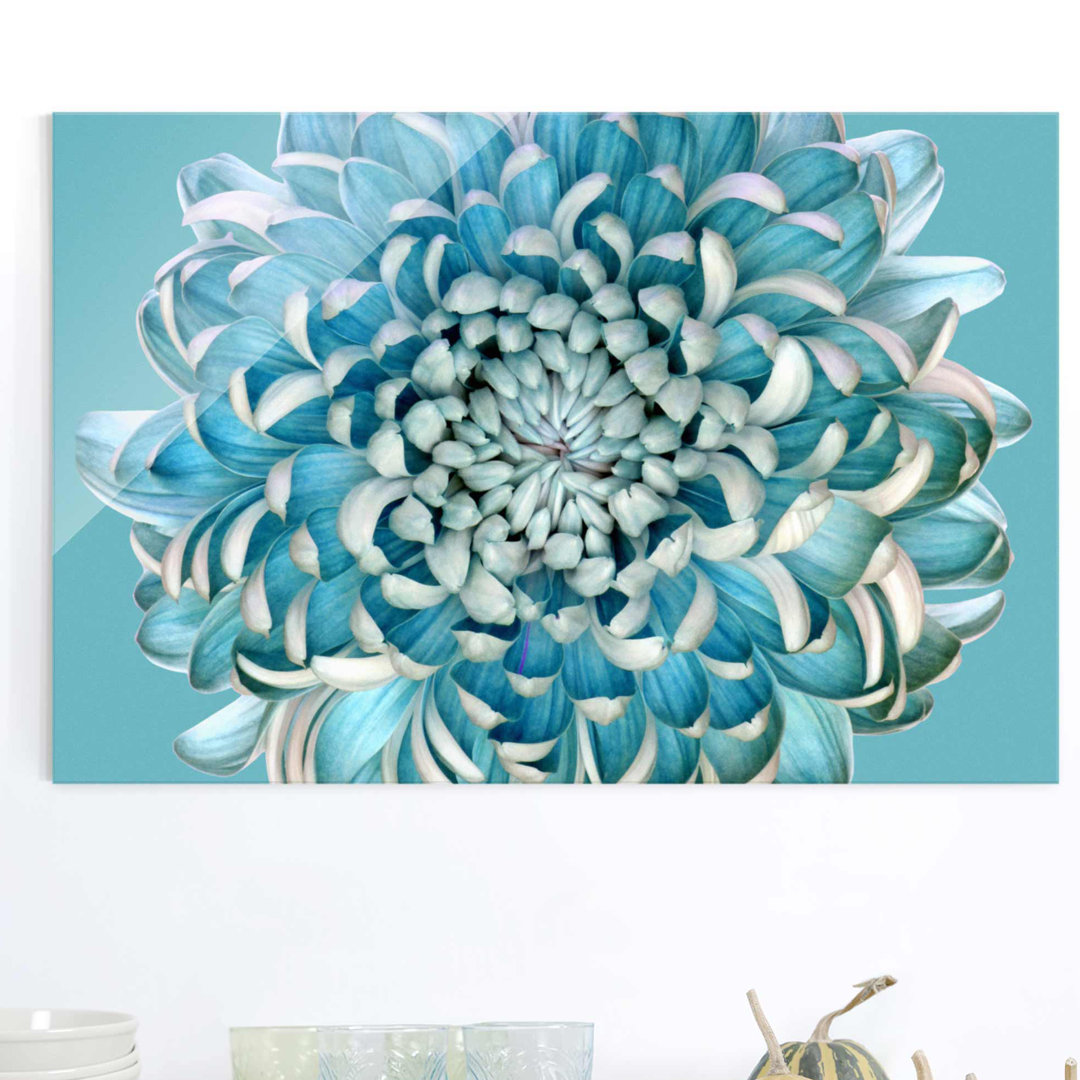 Glasbild Blaue Chrysantheme