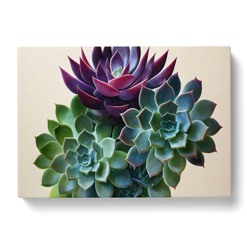Watercolour Succulent Plant Vol.2 - Wrapped Canvas, 35cm H x 50cm W x 3cm D