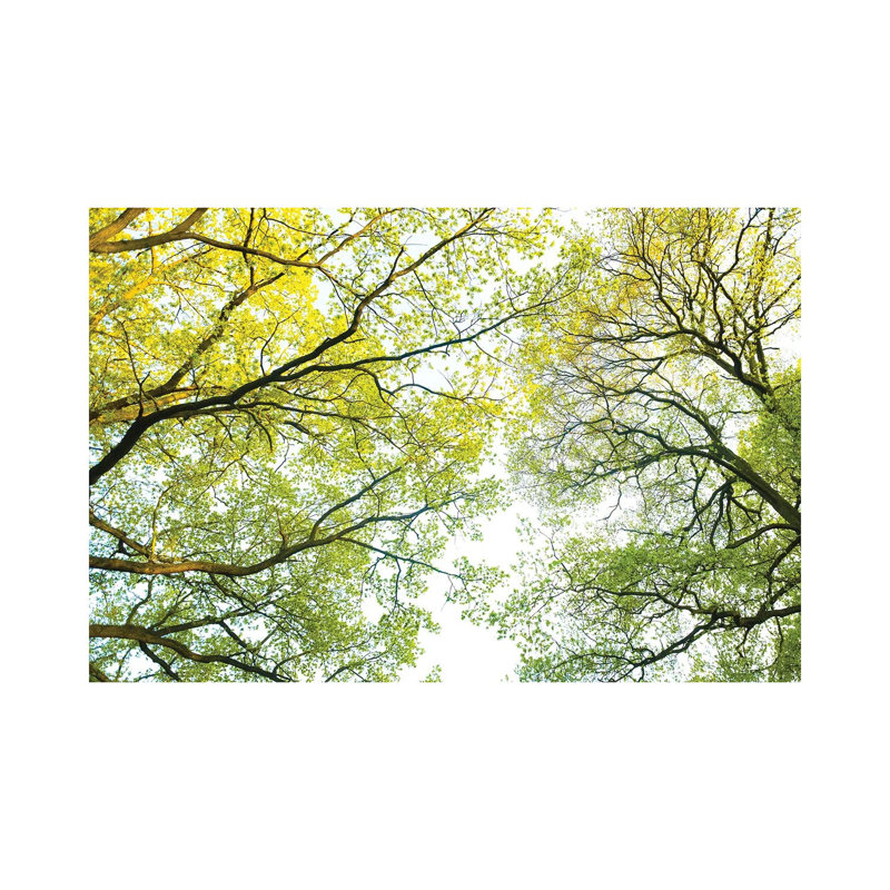 Spring Trees by Mateusz Piesiak - Wrapped Canvas Print, 66.04 cm H x 45.72 cm W x 1.91 cm D
