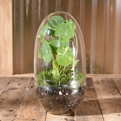 Glass Cachepot