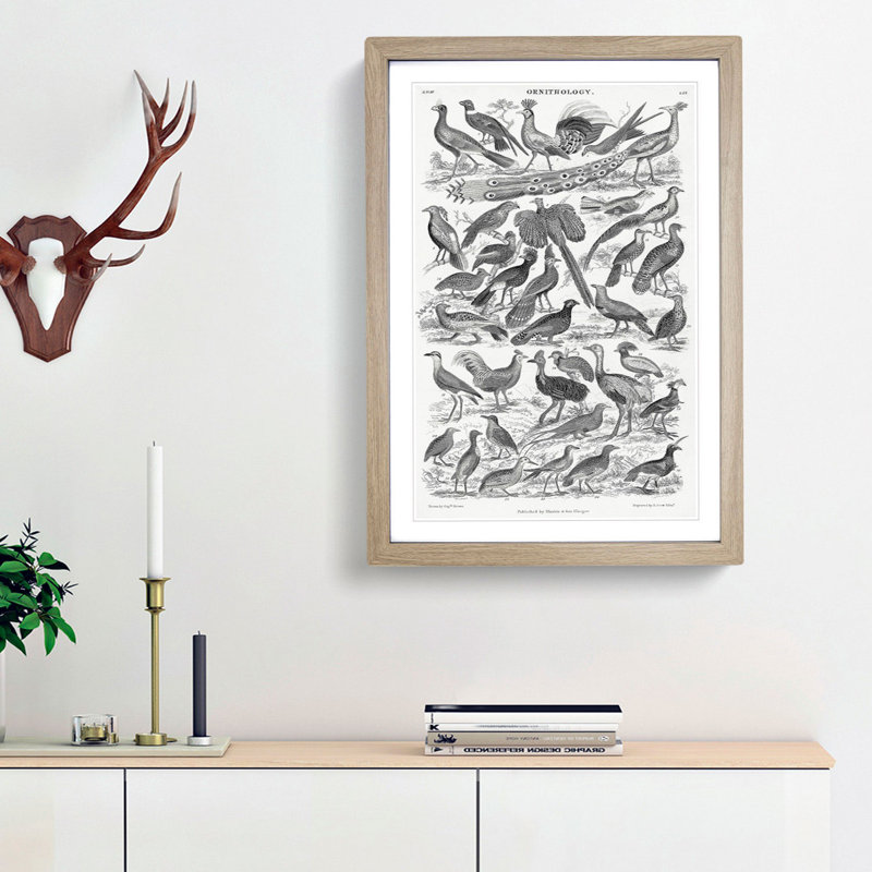Ornithology Study of Birds LXX by Oliver Goldsmith - Picture Frame Drawing Print, 87cm H x 62cm W x 2cm D, Oak Framed