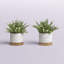 Ensemble 2 pièces de plantes d'eucalyptus artificiels en pot 415 "