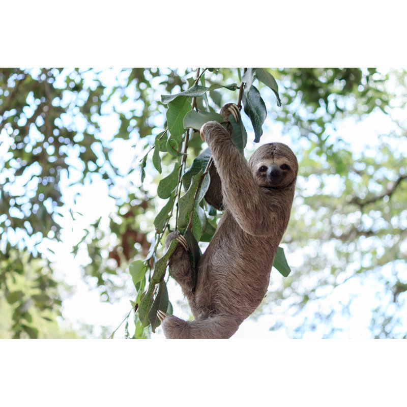 Sloth Climbing Tree In Nature Reserve In Brazil by Klebercordeiro - Wrapped Canvas Print, 12"H x 18"W