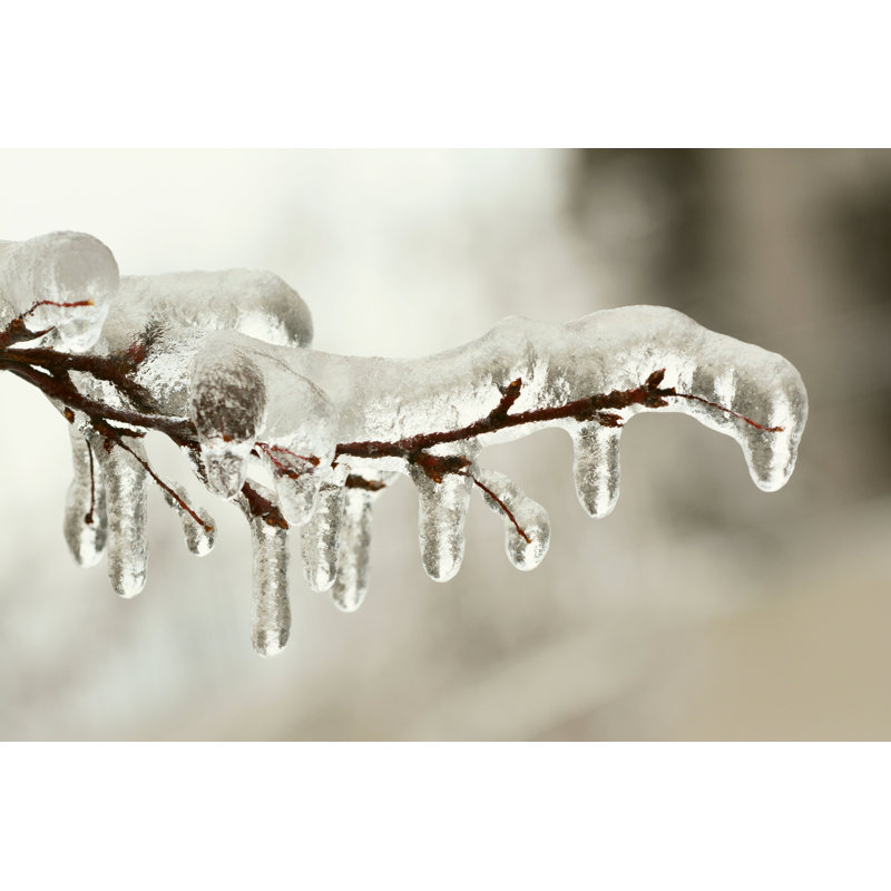 Tree Branch - Wrapped Canvas Print, 30cm H x 46cm W