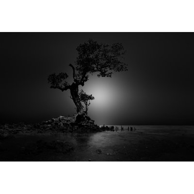 " Alone Old Tree "