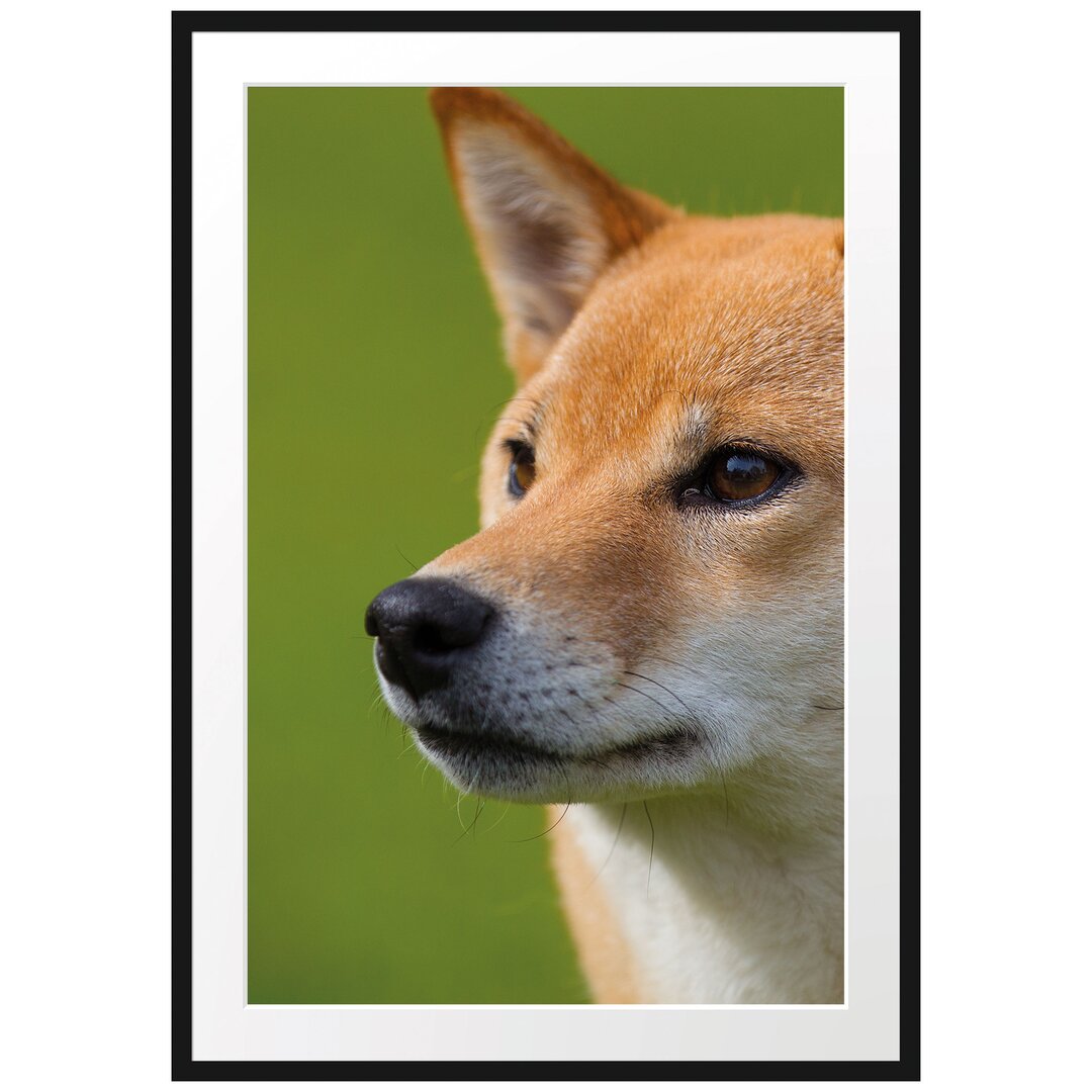 Finnischer Spitz Hund im Gras Gerahmter Kunstdruck Poster