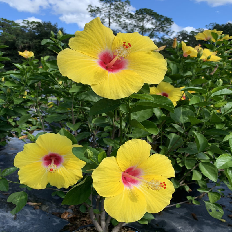 OnlinePlantCenter Live Plant in Nursery Pot
