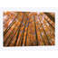 «Orange Grove» par Bill Sherrell, impression sur toile tendue-73871969-73871968-31987599
