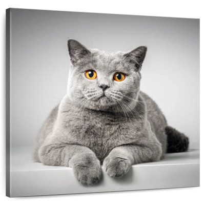 Crowle Fluffy British Shorthair Cat