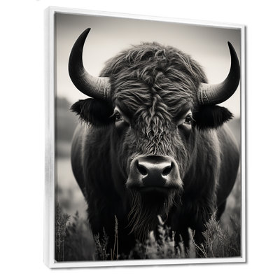Bison Bison Grazing - Bison Wall Art