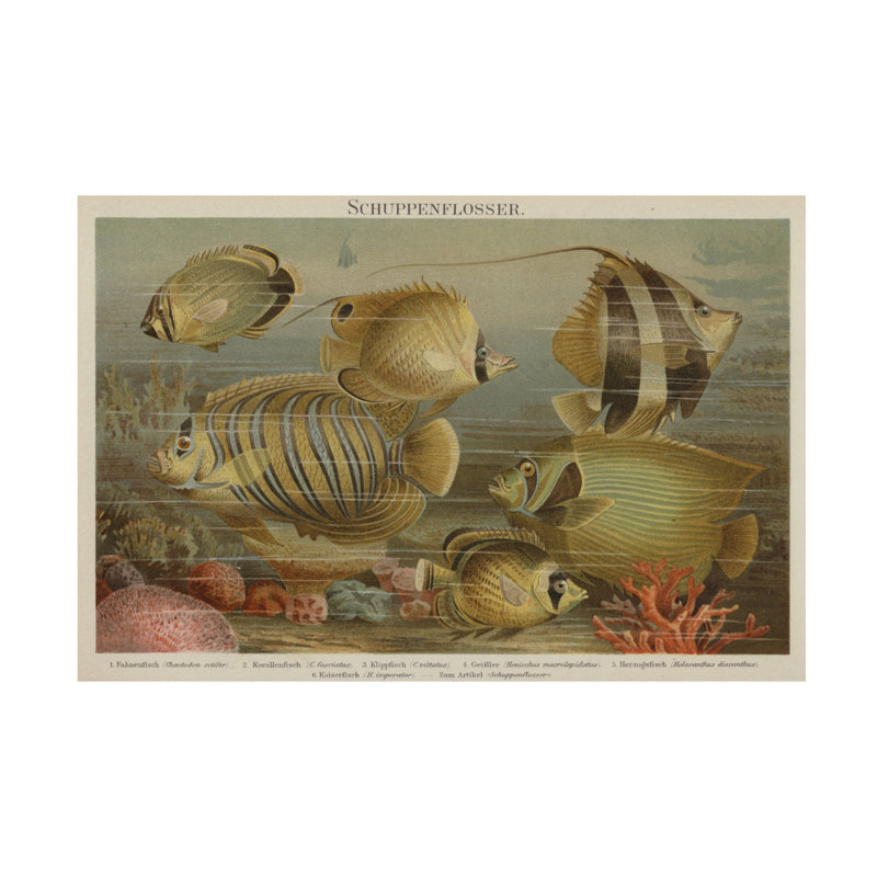 Art allemand sur toile, poissons de mer tropicaux, H 30 po x l 47 po