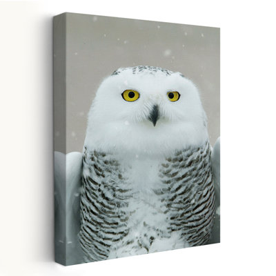 Snowy Owl Eyes - Photography Animals Wildlife Owls Art