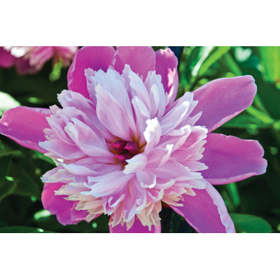Bloom - Wrapped Canvas Print