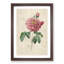 Pink Blush Cabbage Rose by Pierre-Joseph Redoute - Picture Frame Painting Print-55583734-55583735