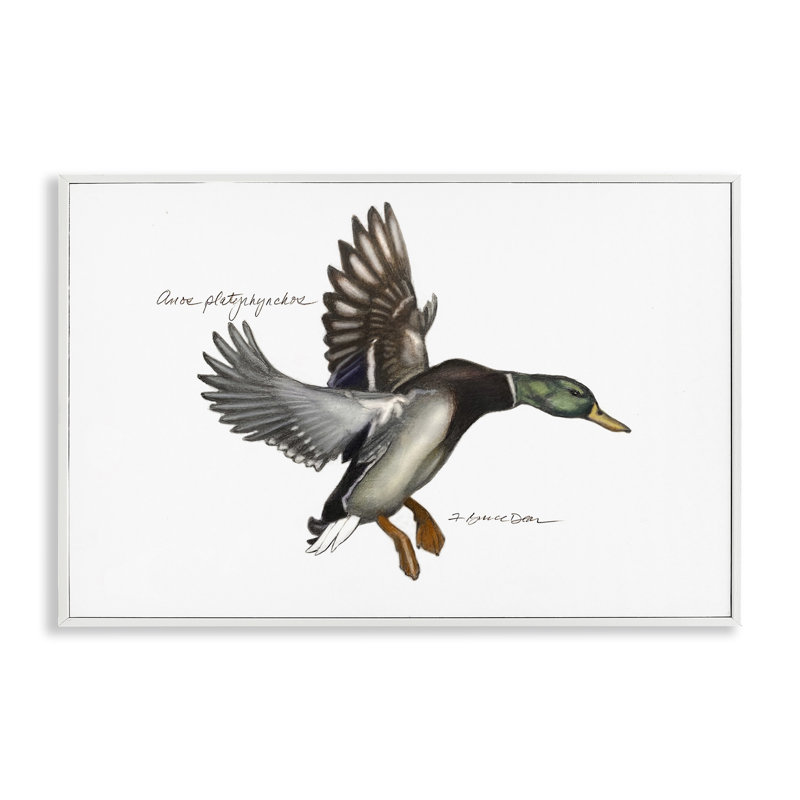 Giclée de canard colvert volant par Jadei, Giclée encadrée blanc bord de mer, H 12 po x l 18 po