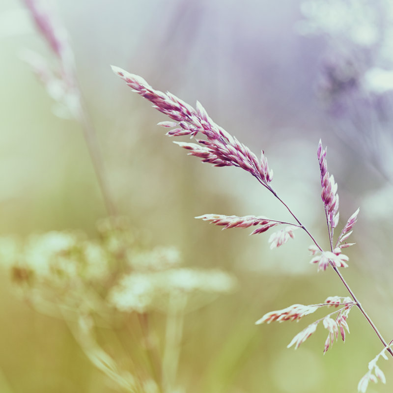 Summer Meadow - Wrapped Canvas Print, 91cm H x 91cm W x 3.8cm D