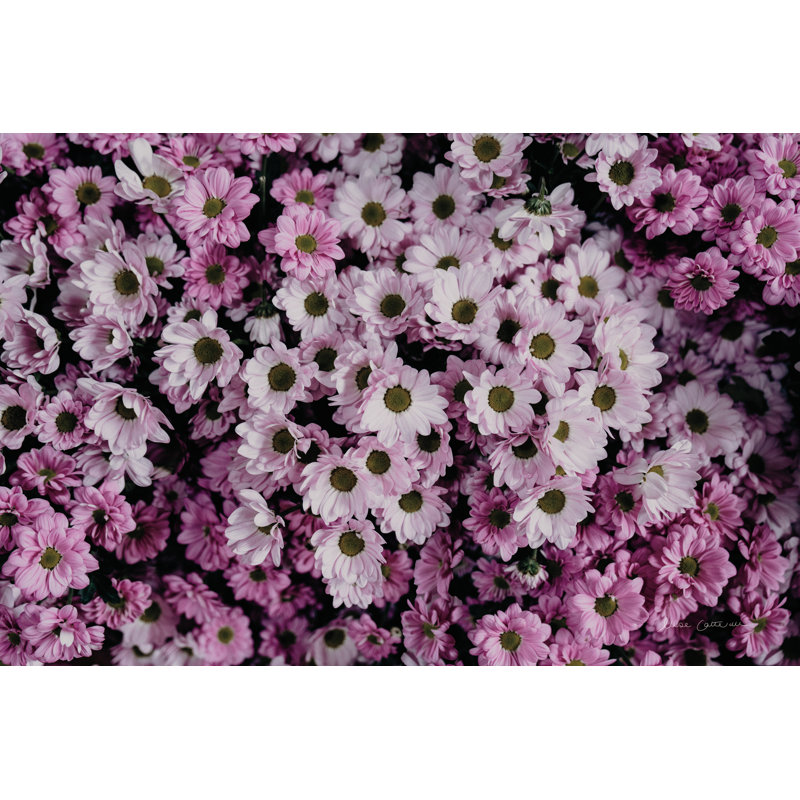 " Pale Daisies ", 8" H x 12" W, No, Wrapped Canvas