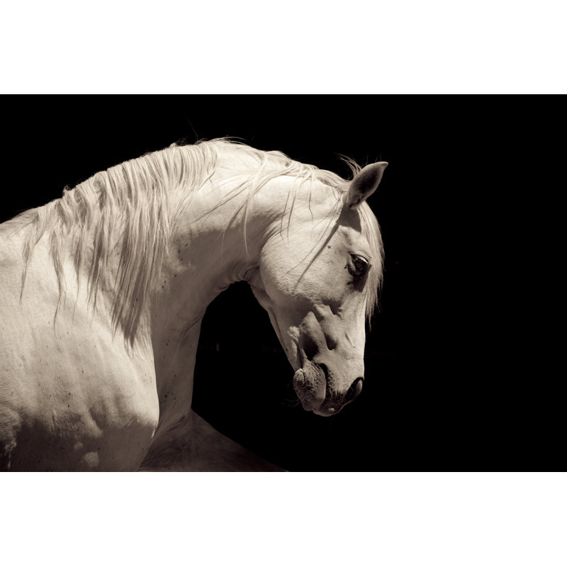 Cheval étalon blanc andalou par 66North, H 8 po x l 12 po