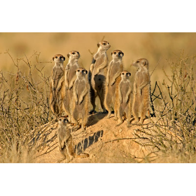 " Suricate (Meerkat) Family "