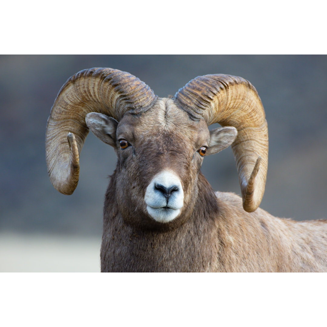 Bighorn Sheep Portrait by William Watson - Wrapped Canvas Print