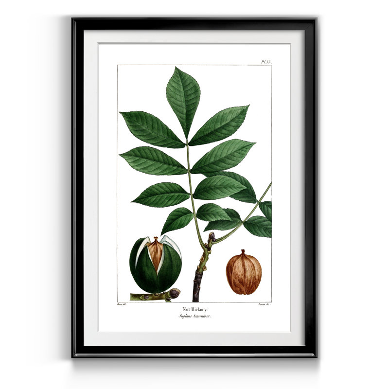 Nut Hickory - Reproduction d'art graphique sur papier encadré, H 22,5 po x l 30,5 po x P 1,5 po, Noir