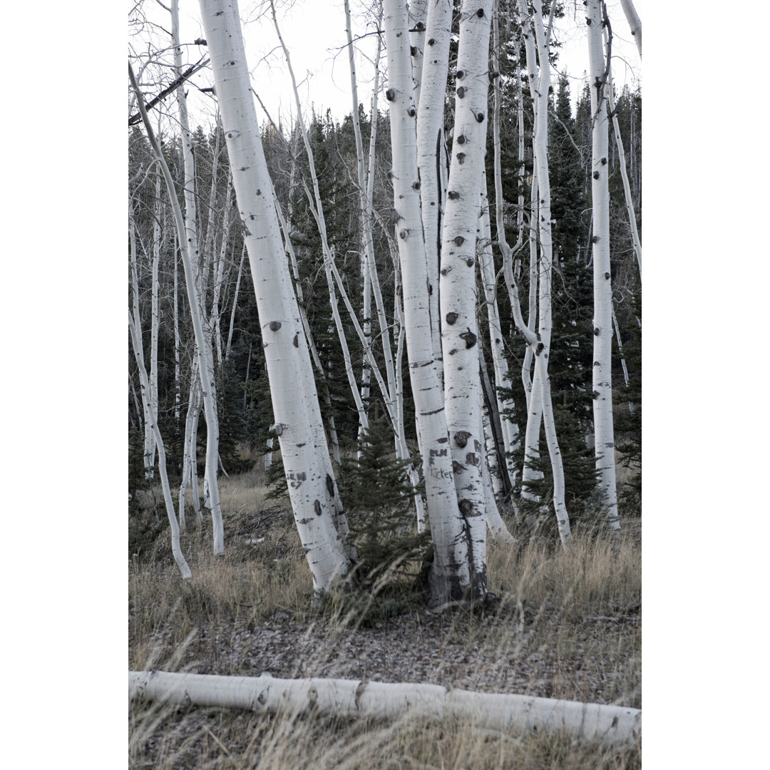 Pale Bark II by Danny Head -  Photograph