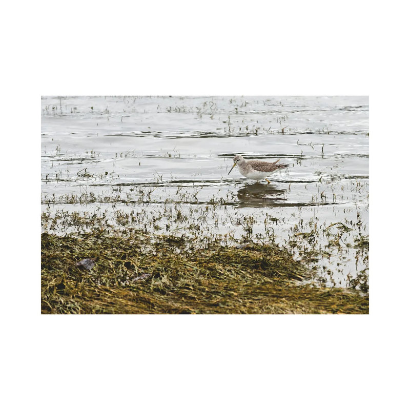 Sand Piper Water Fowl by Louis Ruth - Wrapped Canvas Print, 66.04 cm H x 45.72 cm W x 3.175 cm D