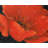 Red Flower - Contemporary Black Canvas Home Decor Art