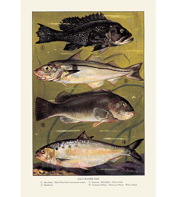 Publicité rétro eau salée fish
