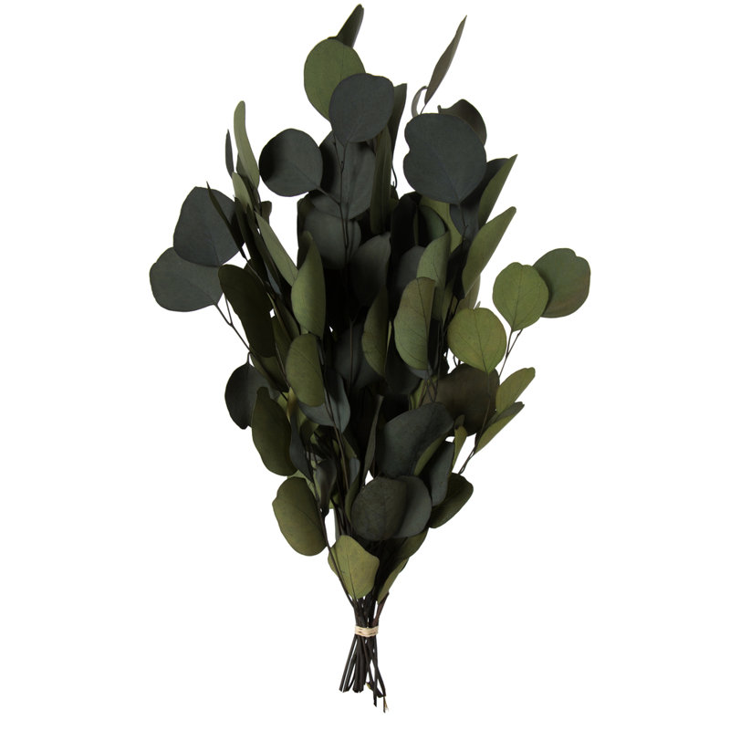 0.25'' Plant