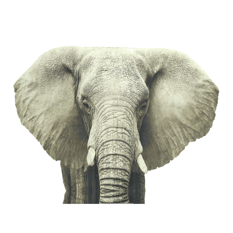Éléphant blanc-grège, H 12 po x l 16 po