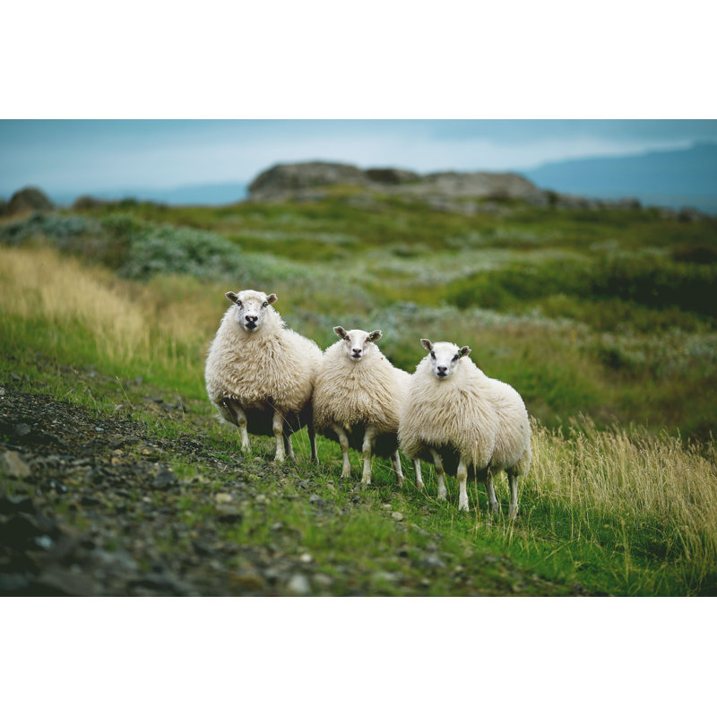 Sheep by - Photographie de toile tendue, L 18 po x H 12 po