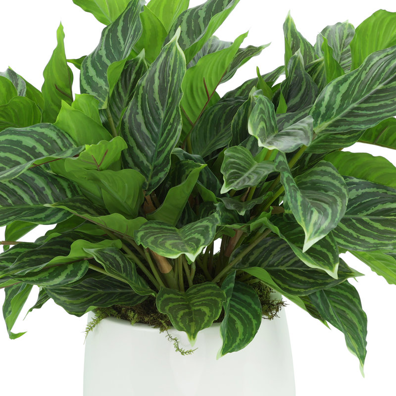 Rohdea Japonica Bush in Round Planter