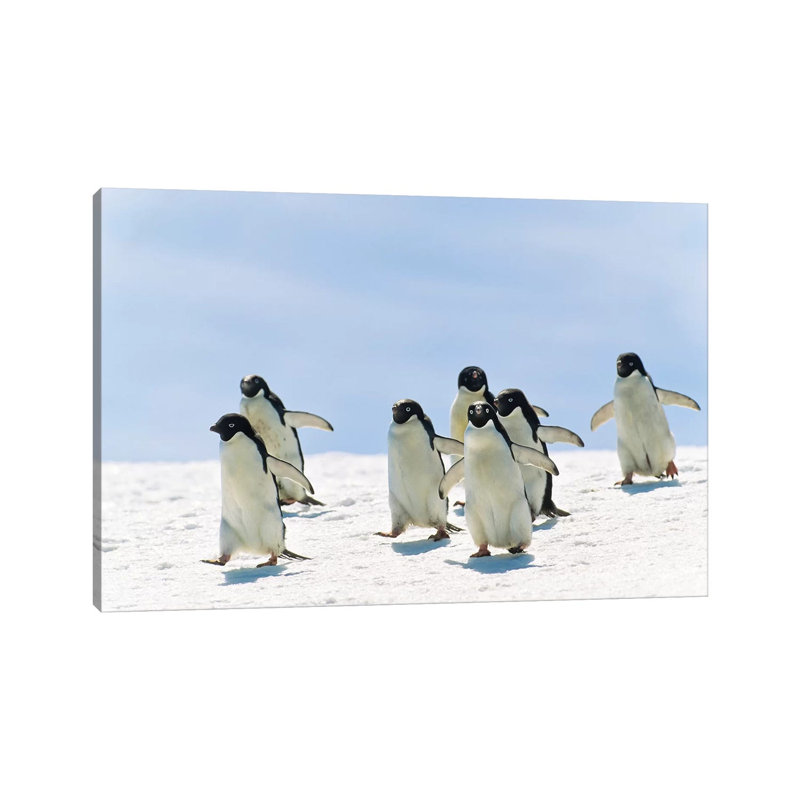 Adelie Penguin Group Running, Antarctica by Konrad Wothe - Wrapped Canvas Gallery-Wrapped Canvas Giclée