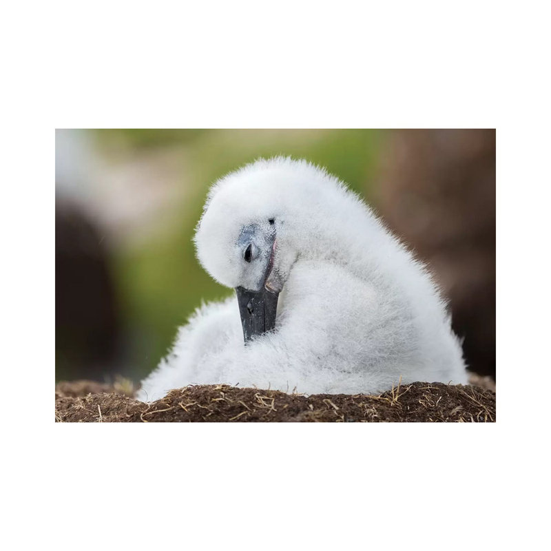 Black-Browed Albatross Chick On Tower-Shaped Nest, Falkland Islands. by Martin Zwick - Wrapped Canvas Gallery-Wrapped Canvas Giclée