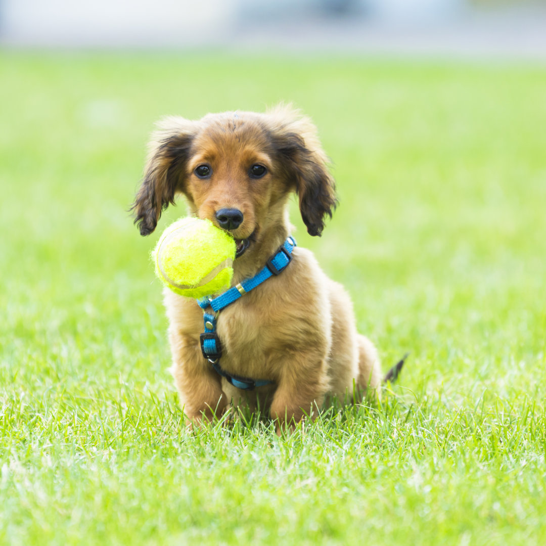 Verspielter Hund