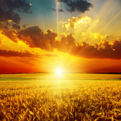 Golden Sunset Over Field by Mycola - Wrapped Canvas Print