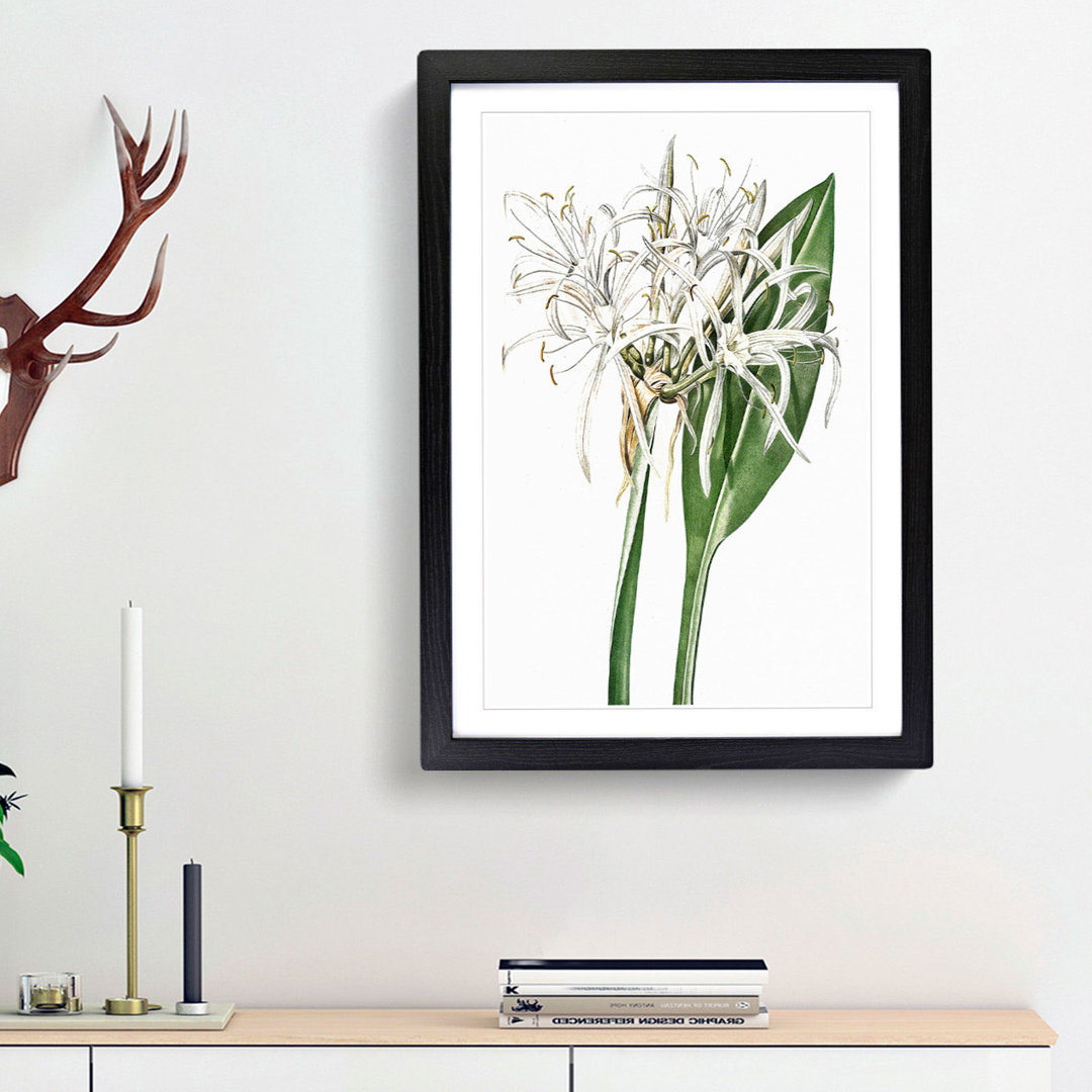 Spiderlily Flowers by Pierre-Joseph Redoute - Picture Frame Painting Print