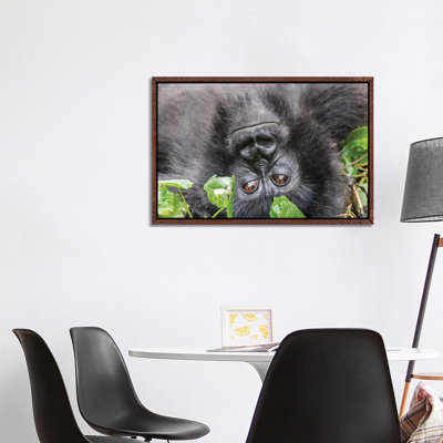 Rwanda, Volcanoes National Park, Ruhengeri, Kinigi. Mountain Gorilla I by Emily Wilson - Gallery-Wrapped Canvas Giclée on Canvas