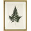 Pressed Fern I Print