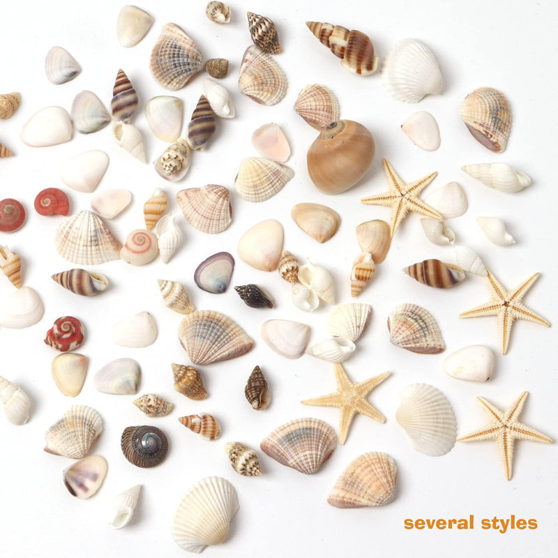Minuscules coquillages naturels